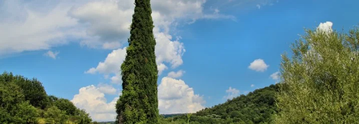 Eine hohe Zypresse in einer grünen, hügeligen Landschaft.